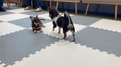 泉南動物病院画像