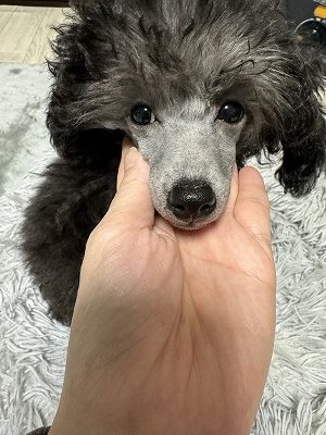 泉南動物病院画像