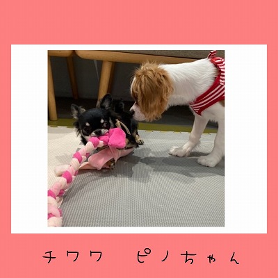 泉南動物病院画像