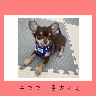 泉南動物病院画像