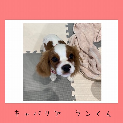 泉南動物病院画像