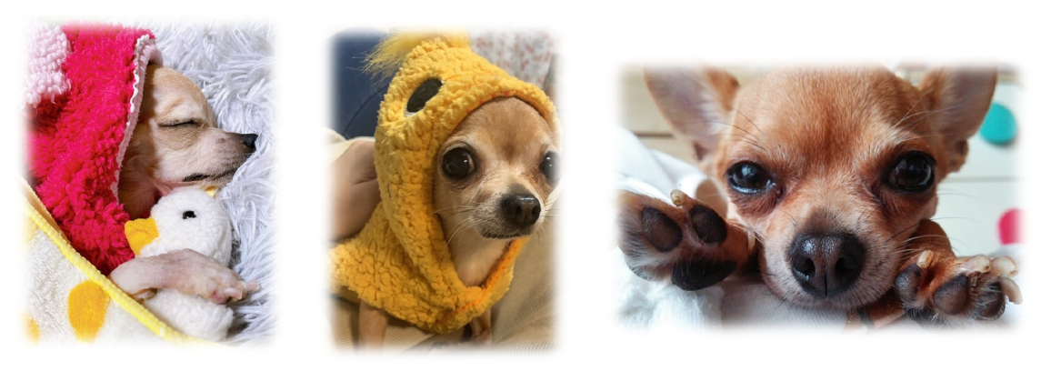 泉南動物病院画像