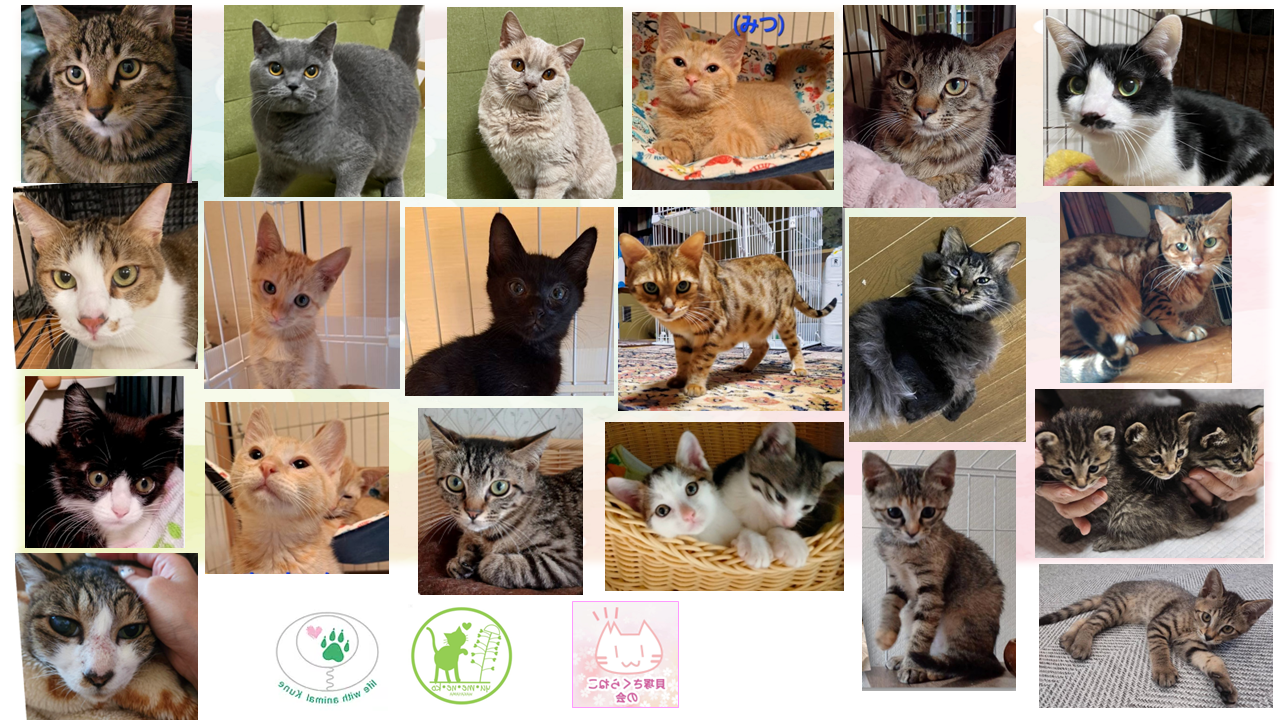 泉南動物病院画像