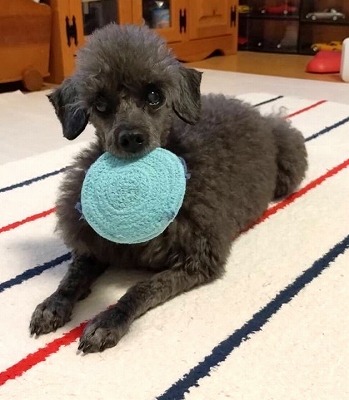 泉南動物病院画像