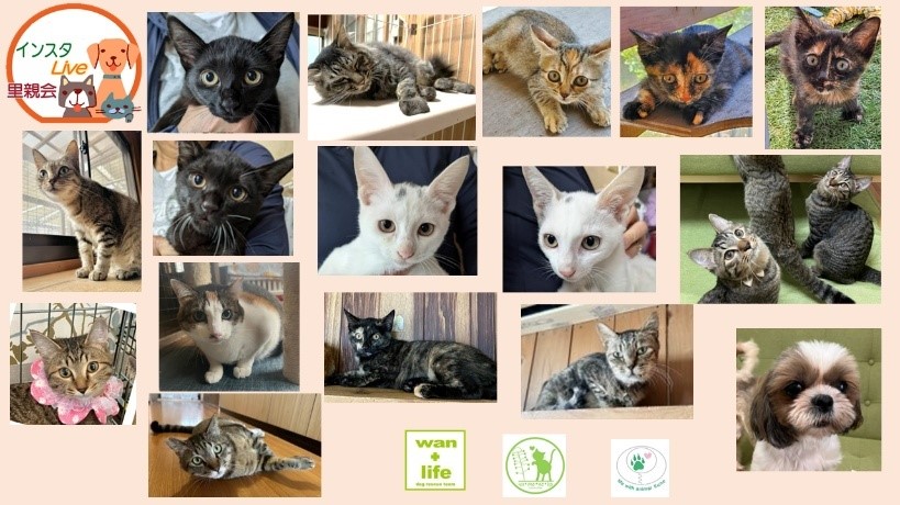 泉南動物病院画像