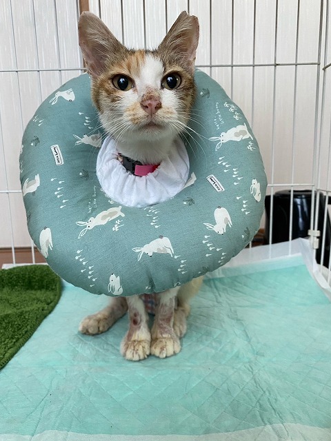泉南動物病院画像