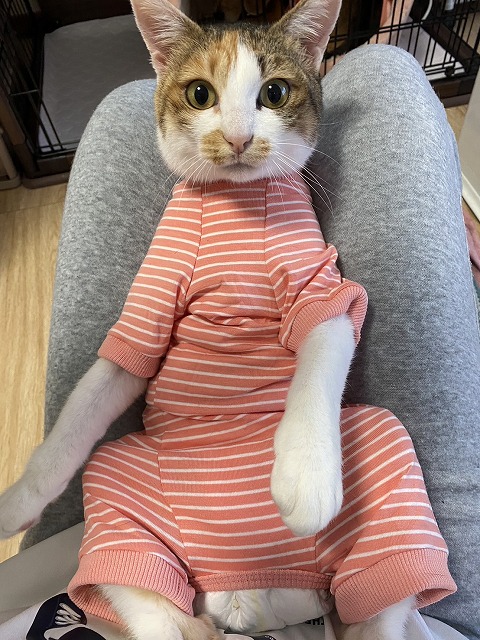 泉南動物病院画像