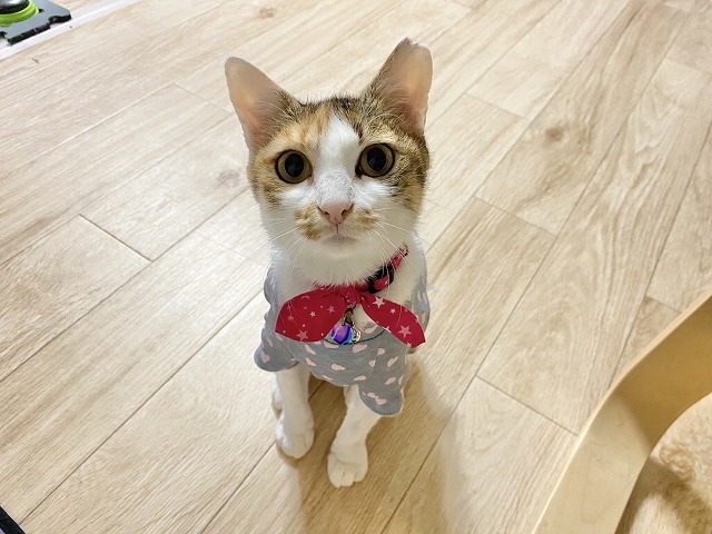 泉南動物病院画像
