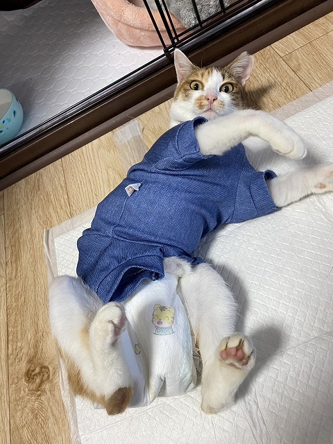 泉南動物病院画像