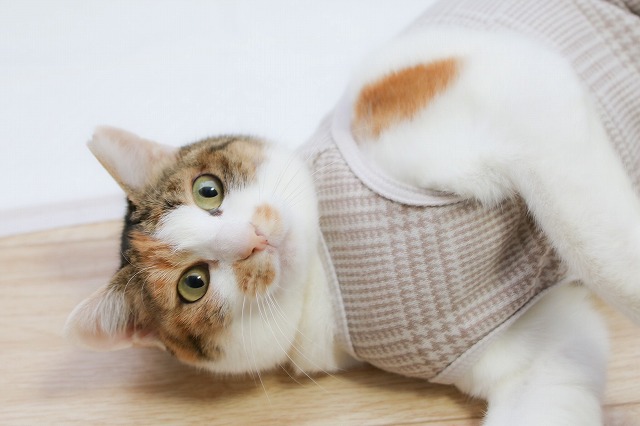 泉南動物病院画像