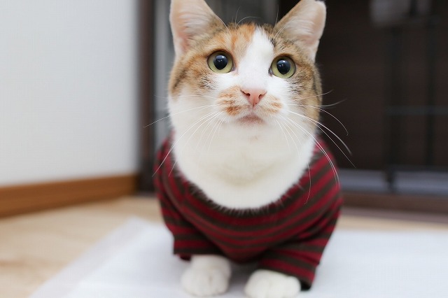 泉南動物病院画像
