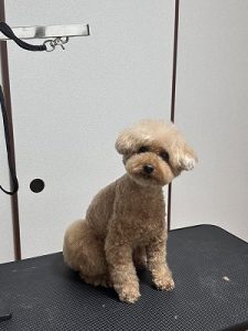 泉南動物病院画像