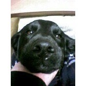 泉南動物病院画像