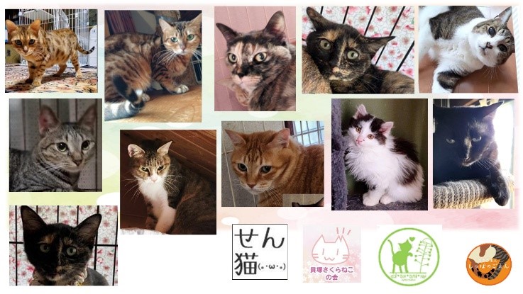 泉南動物病院画像