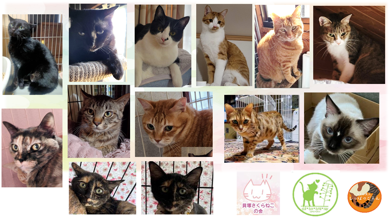 泉南動物病院画像