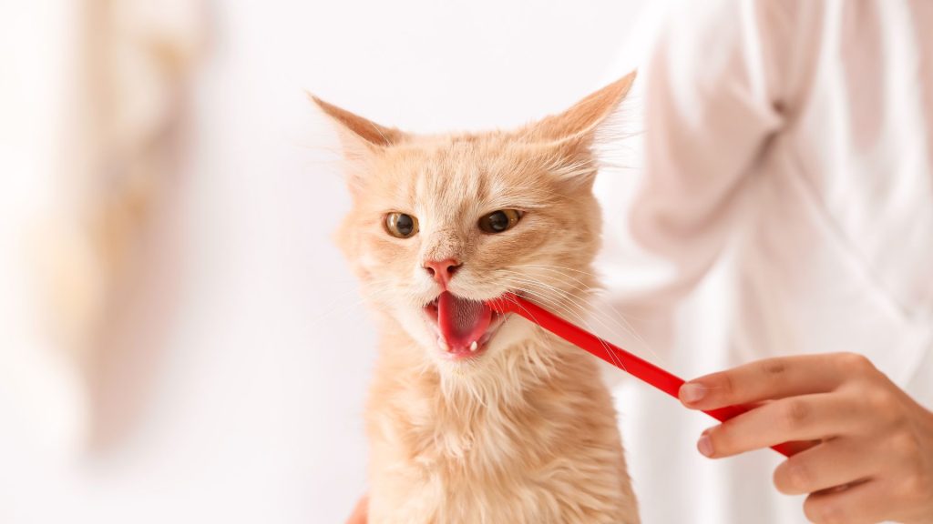 その食欲不振、口の痛みかも?獣医師が解説する猫の口内炎と、お家でできる予防の話 (1)