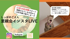 11月参加