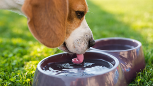 冬の「バチッ!」はペットもつらい。今日からできる愛犬・愛猫の乾燥と静電気対策【3つの習慣】
