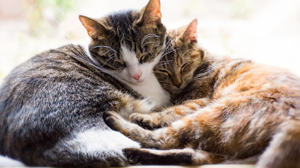 年末年始、愛犬・愛猫を守るための「迷子対策」チェックリスト (4)