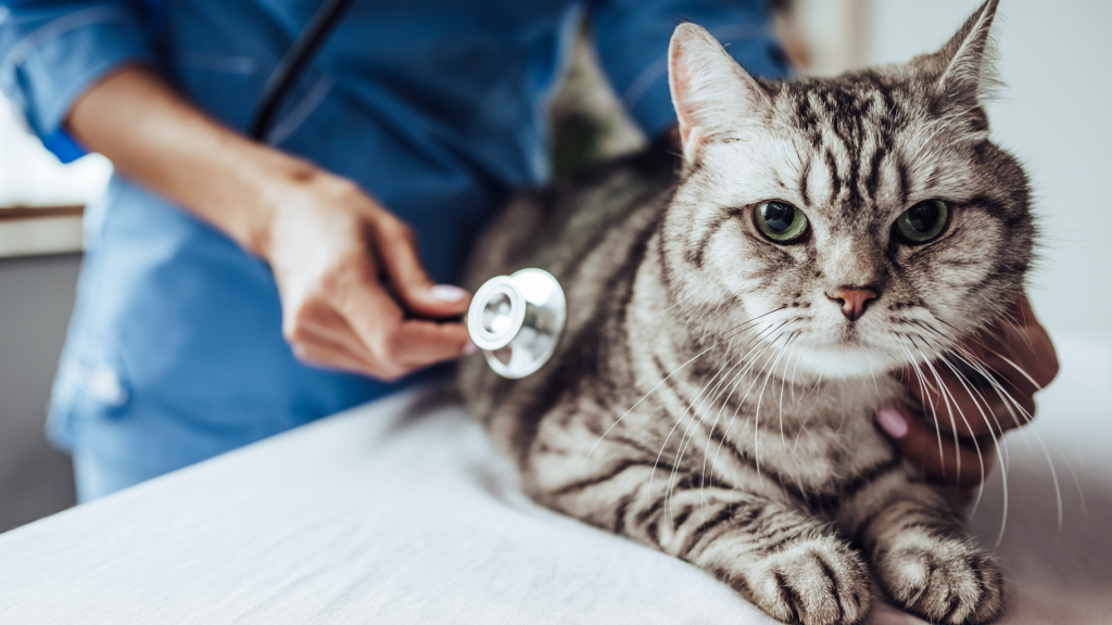 大掃除で使うその洗剤、ペットには危険かも？愛犬・愛猫を守る「薬剤・殺虫剤」の安全な扱い方 (4)