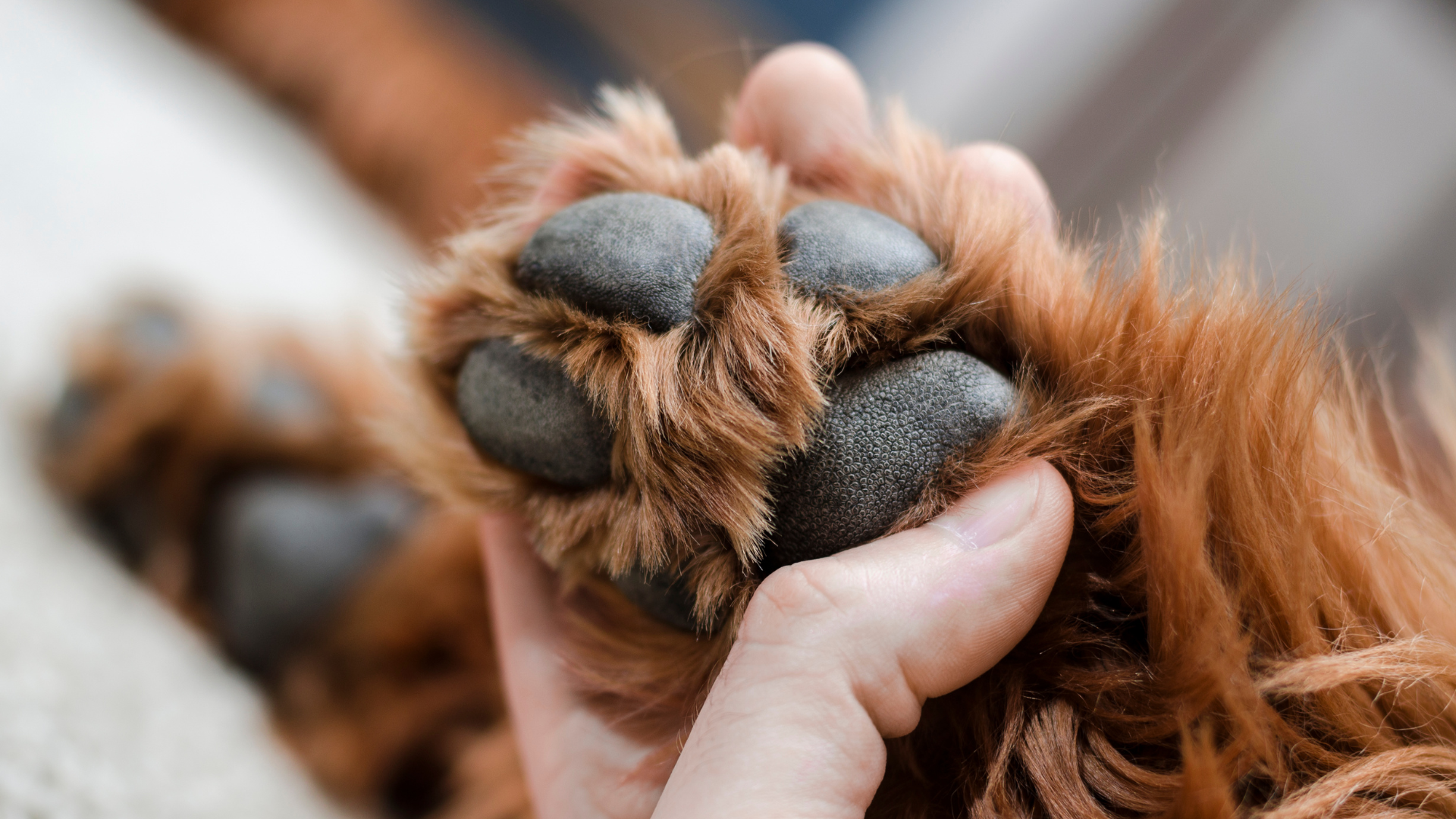 肉球がガサガサ…冬の乾燥は天敵!愛犬・愛猫を守る「正しい保湿ケア」とNG行動 (3)