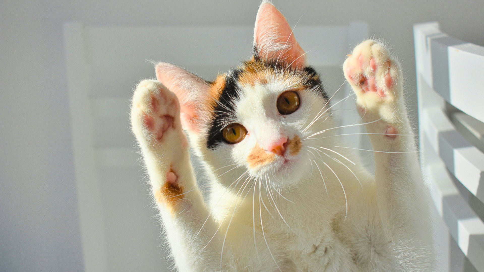肉球がガサガサ…冬の乾燥は天敵!愛犬・愛猫を守る「正しい保湿ケア」とNG行動
