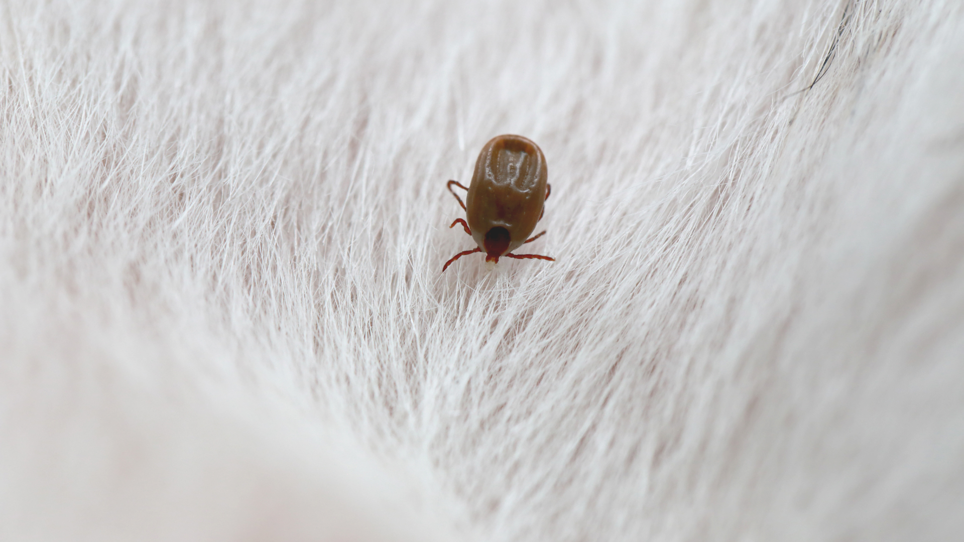 「あ!ノミだ!」プチッと潰すのは絶対NG?獣医師が教える正しい撃退法 (6)
