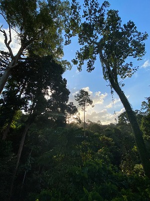 s-S__34553893_0