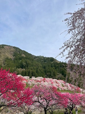 s-S__35774483_0
