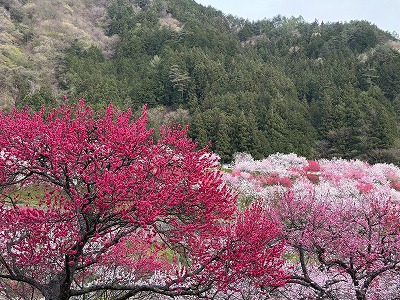 s-S__35774484_0